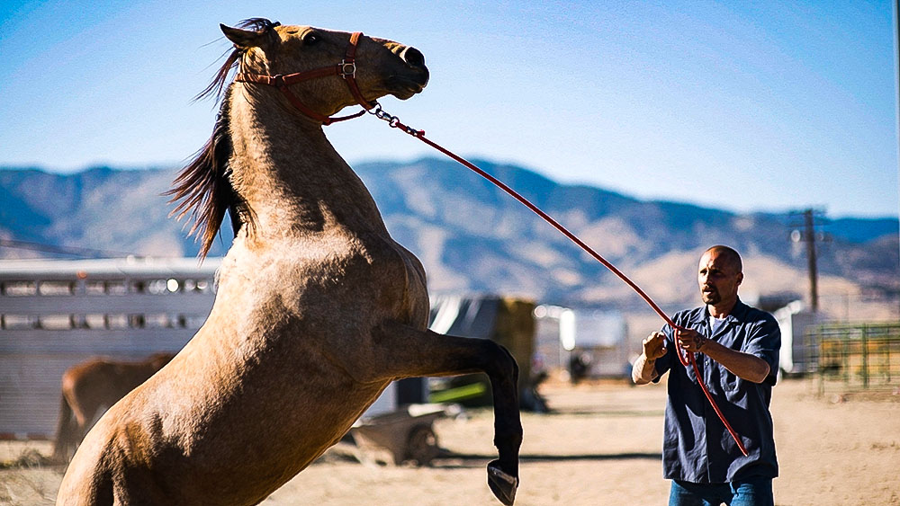 فيلم The Mustang 2019 مترجم